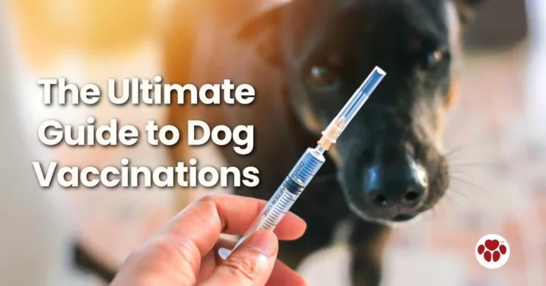 Essential Vaccination Guide for Dog Owners