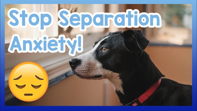 How to Deal with Separation Anxiety in Dogs