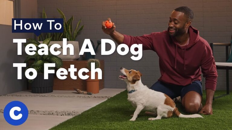 How to Teach Your Dog to Play Fetch