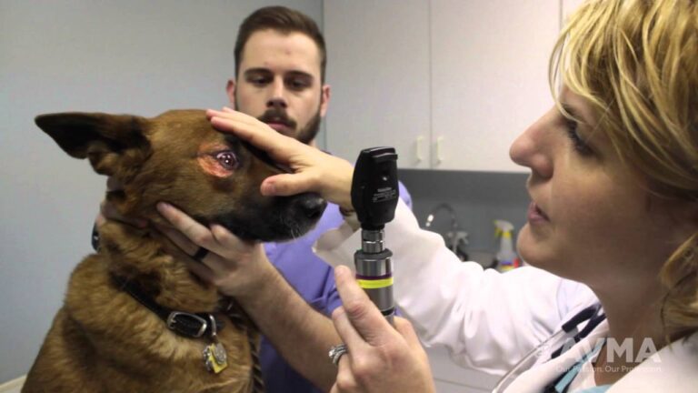 Why Regular Vet Checkups Are Crucial