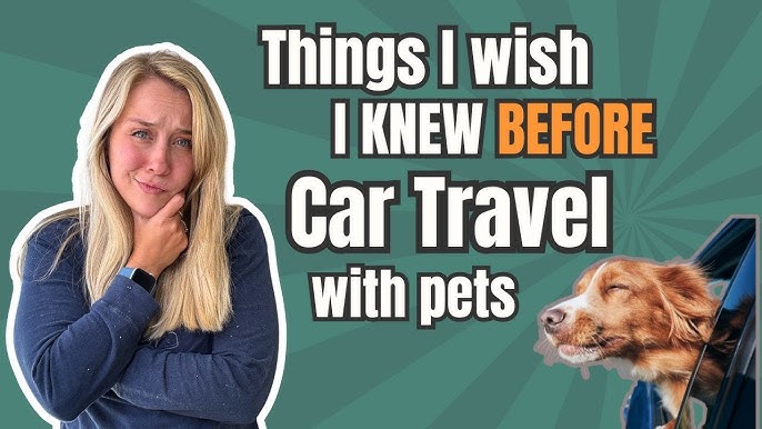 How to Safely Travel with Your Dog