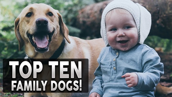 Top 10 Dog Breeds for Families