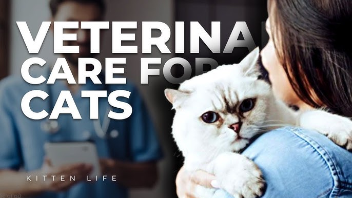 Why Regular Vet Visits are Important for Cats