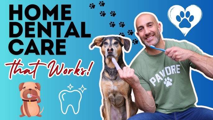 Ways to Improve Your Dog's Dental Health